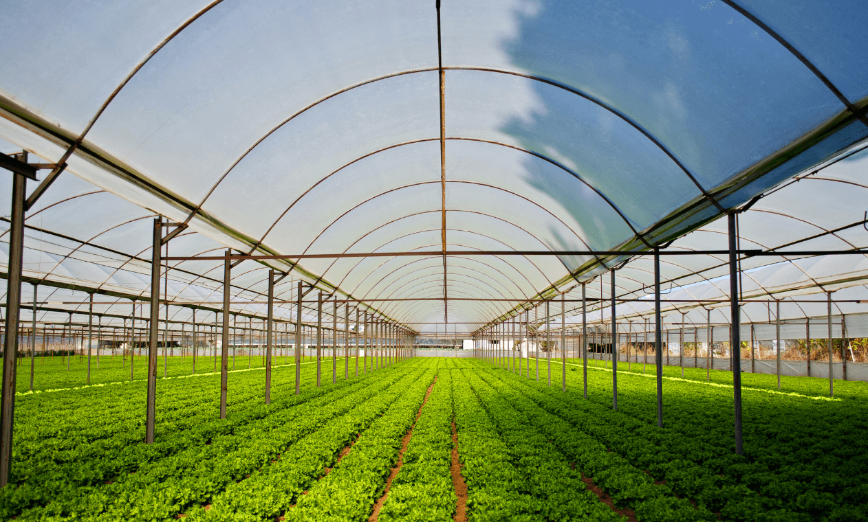 Fresh organic vegetables and fruits